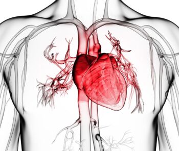 Гипертрофия желудочков сердца